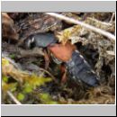 Staphylinus dimidiaticornis - Kurzfluegler 06 19mm.jpg